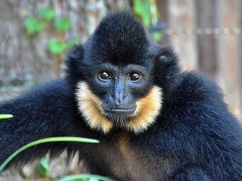ZOO Chleby