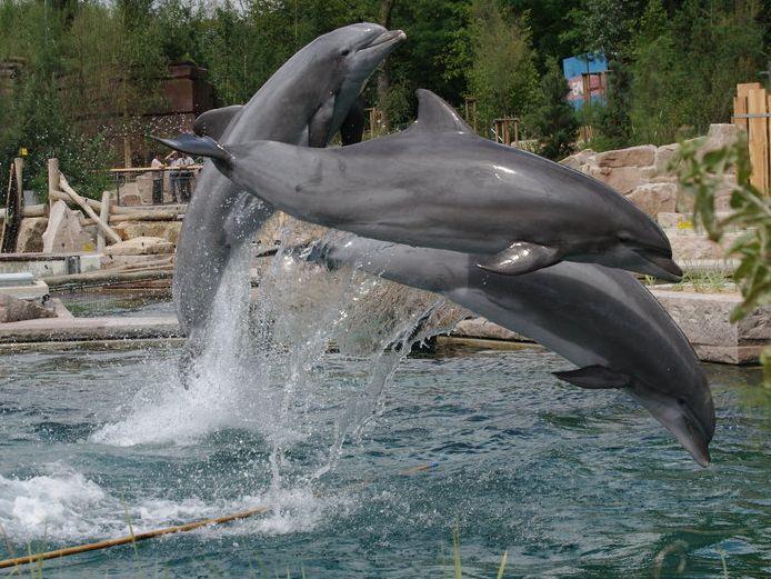 Norimberk - ZOO a Delfinárium